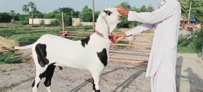 Rajanpuri Bakra Urgent For Sale WhatsApp On 0311,7478,299