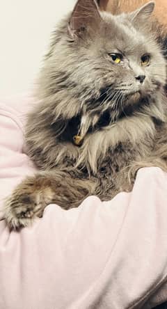 Persian Male grey color Healthy cat