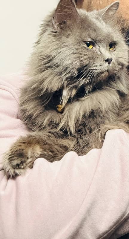 Persian Male grey color Healthy cat 0