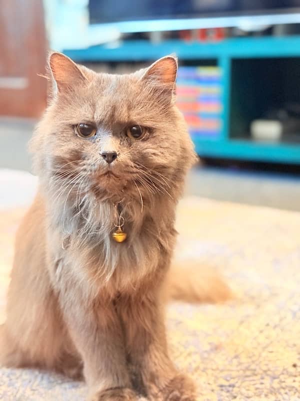 Persian Male grey color Healthy cat 1