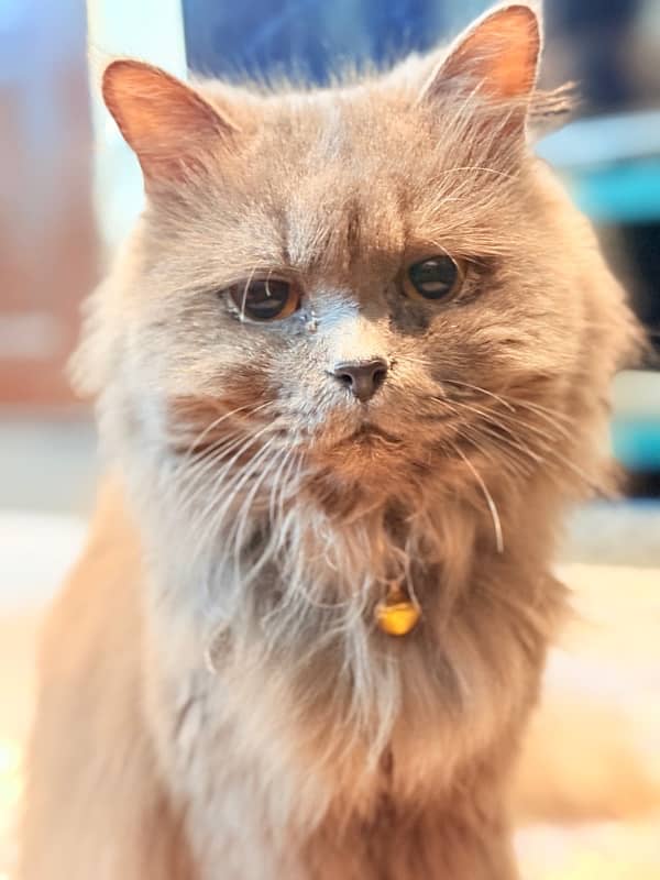 Persian Male grey color Healthy cat 3