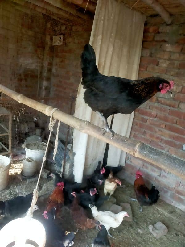 Desi hens for sale & exchange 0