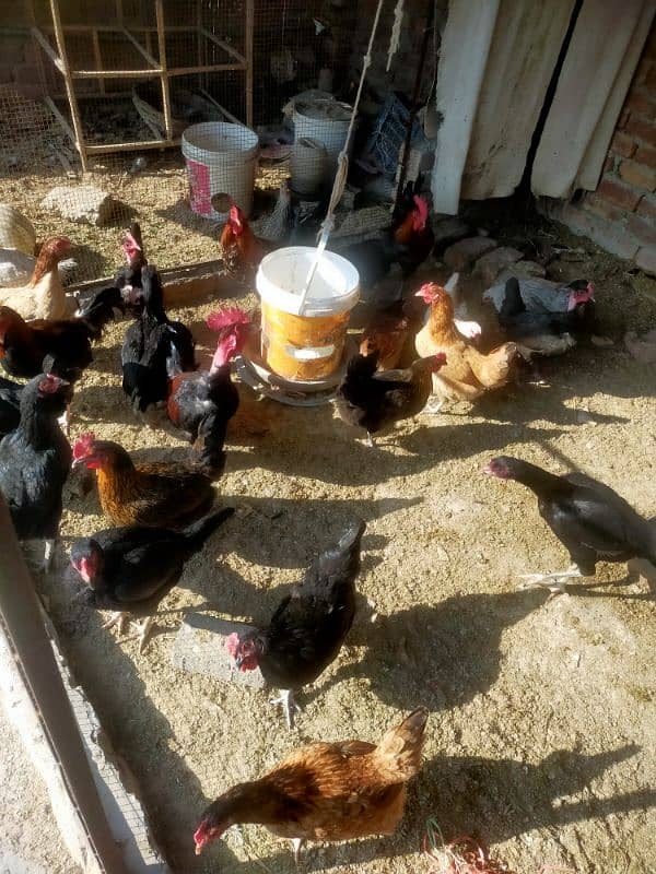 Desi hens for sale & exchange 1