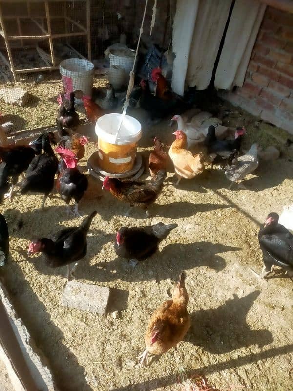 Desi hens for sale & exchange 2