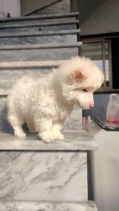 Russian male puppy zero size pink nose