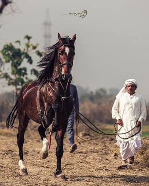 Talha Usman