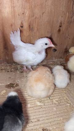 bantm polish silkie sprite aseel buff english game