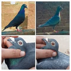 Pigeons Top Quality