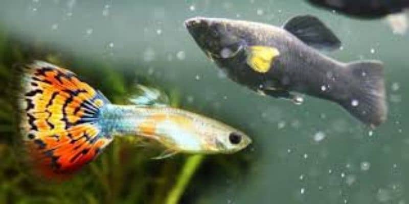 Aquarium Fishes for sale 0