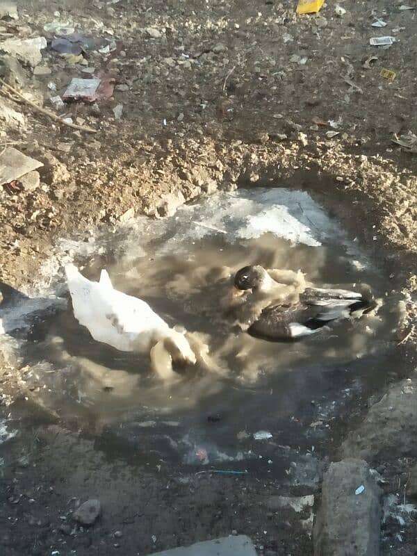 Desi Ducks pair for sell 1