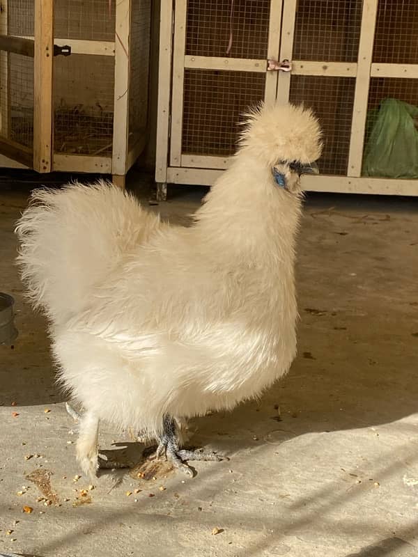 fancy White Silkie,golden buff ,black buff , aseel chicks available 7