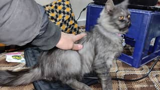 Persian triple coat male cat for sale