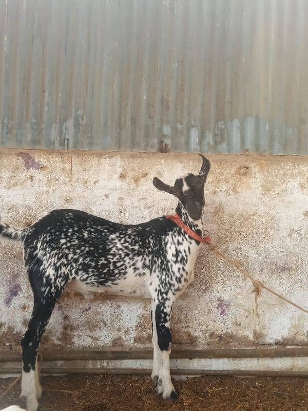 Burburry Khassi Male For Sell. 0