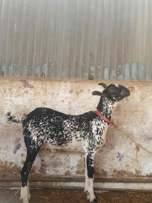 Burburry Khassi Male For Sell. 1