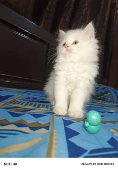 Persian fluffy kitten