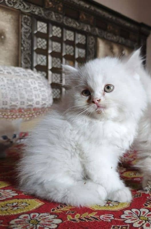 Persian fluffy kitten 0