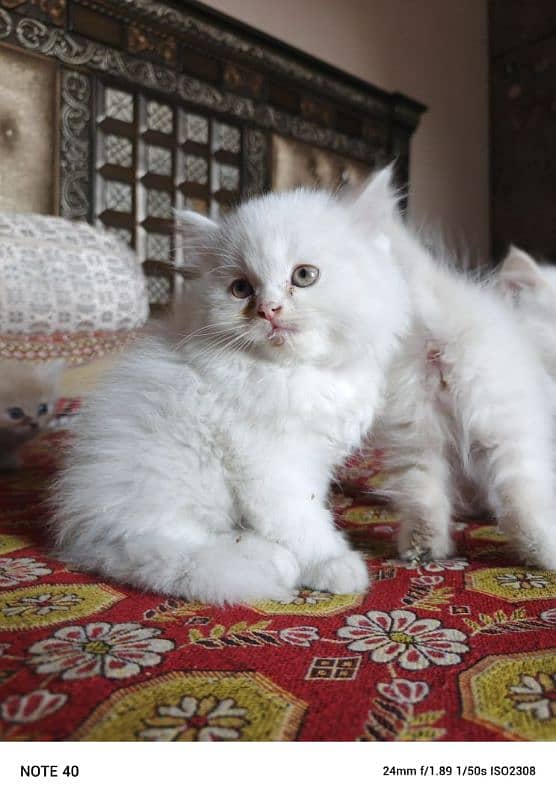 Persian fluffy kitten 2