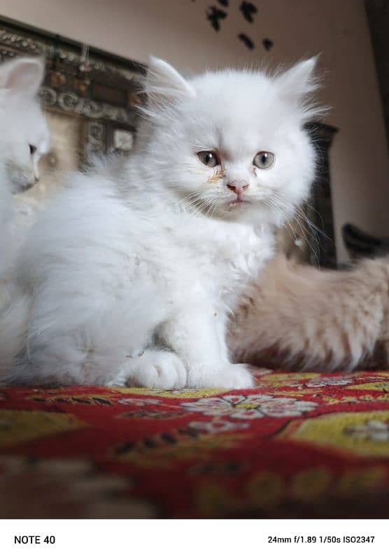 Persian fluffy kitten 3