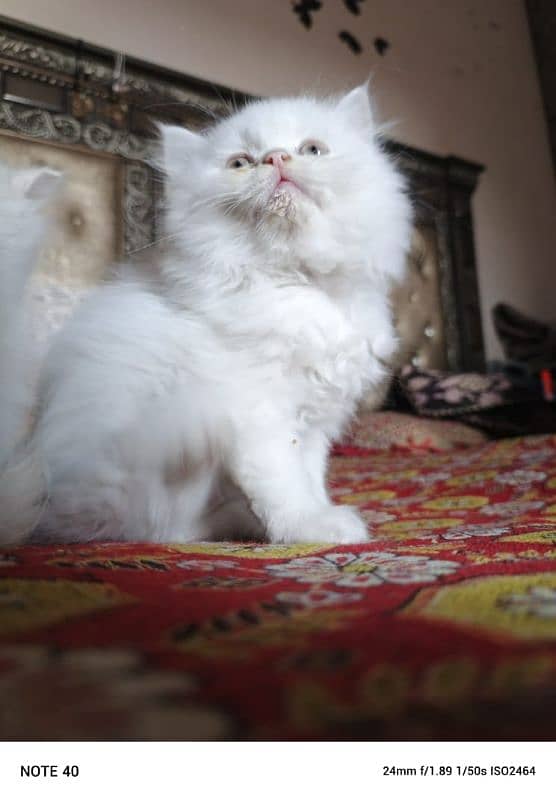 Persian fluffy kitten 4