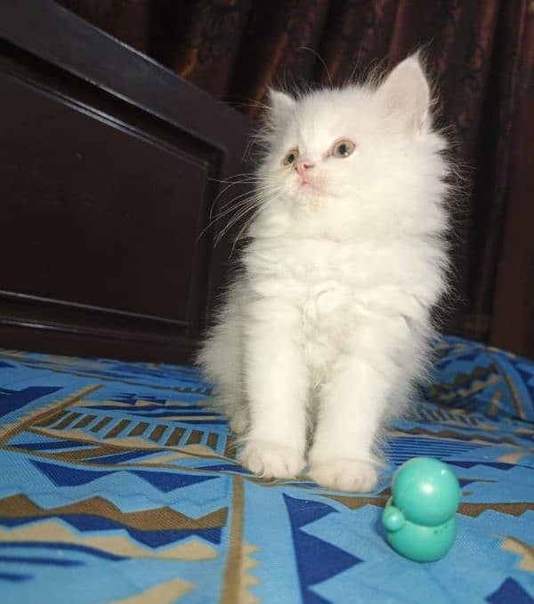 Persian fluffy kitten 5