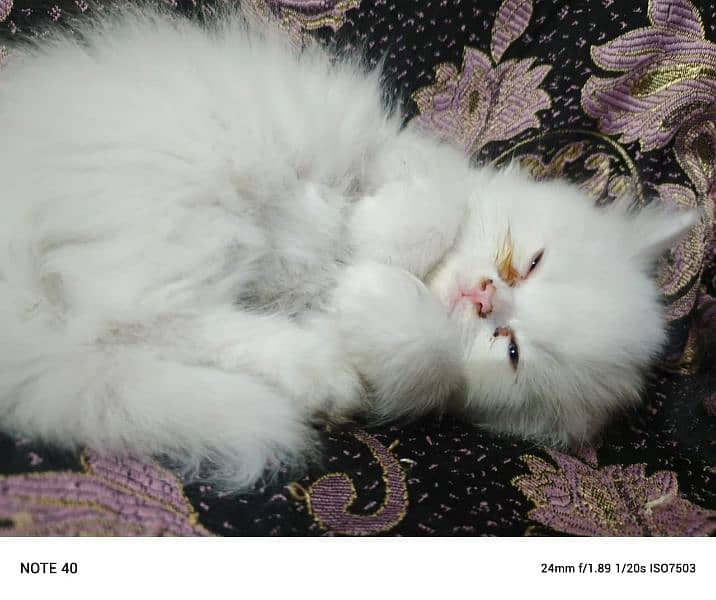 Persian fluffy kitten 6