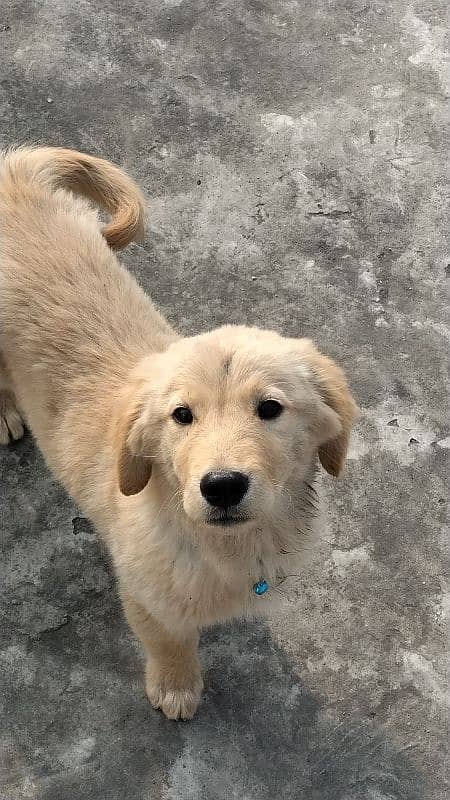 Golden retriever desc 1