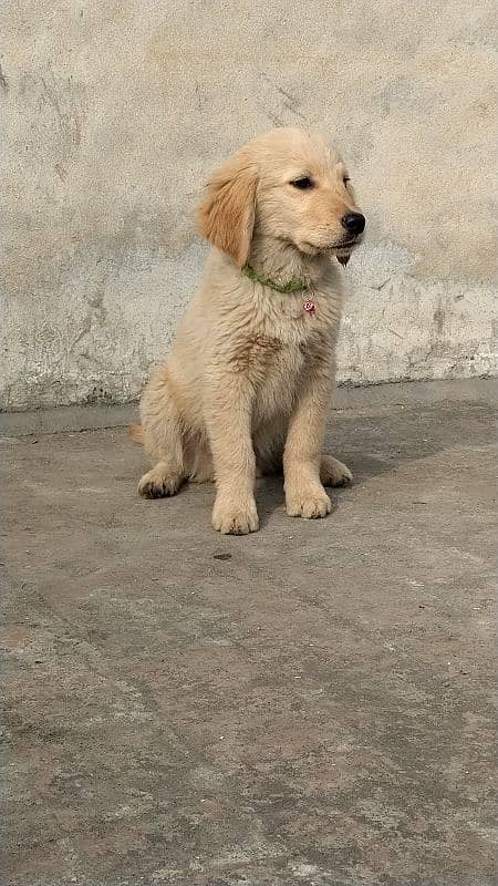 Golden retriever desc 2