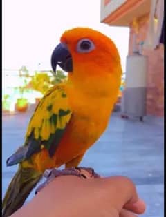 Sun conure female tamed talking breeder with expensive cage