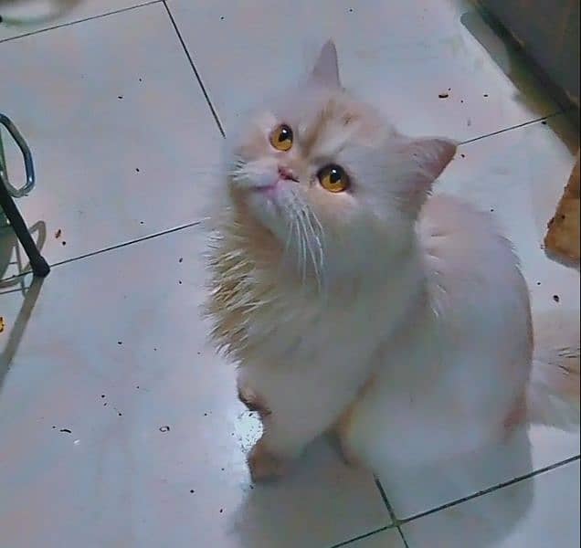 Punched Face Persian Male Cat For Mating/ Cross/ Stud 1