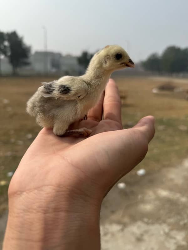 Aseel pair + chick 15