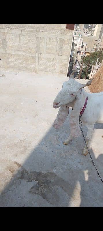 Gulabi Bakri 2