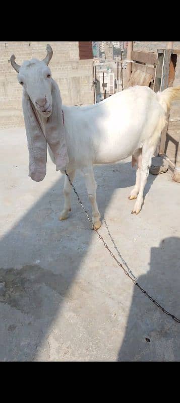 Gulabi Bakri 3