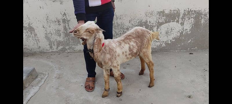 Makki cheeni breed bakra for sale - 2 dant / Kheera 2