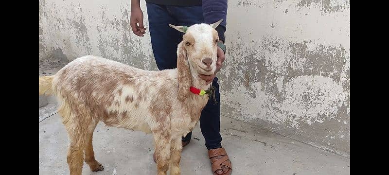 Makki cheeni breed bakra for sale - 2 dant / Kheera 3