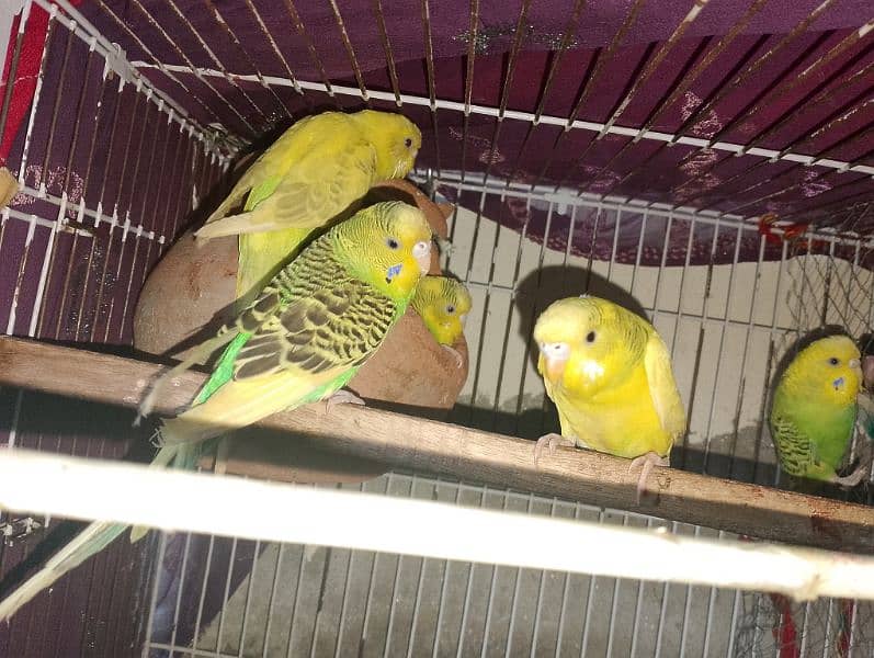 parrots 3