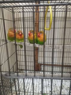 Home breed Fisher love bird pathy(03226451662)