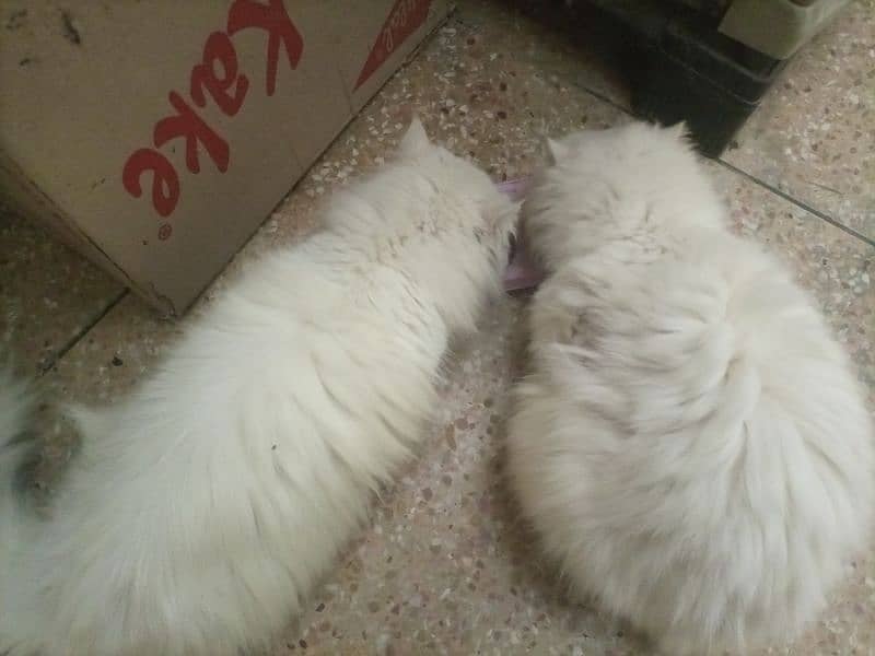 triple coated pair female cat odd eyes with poki face 1