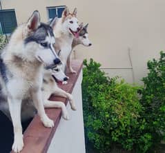 Siberian huskies