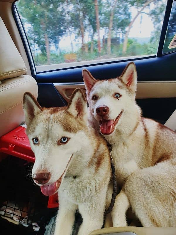 Siberian huskies 4