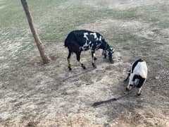 female goat with 1 month baby