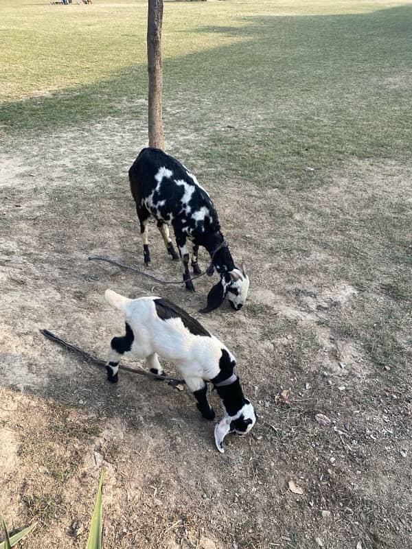 female goat with 1 month baby 1