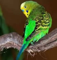 Parrot