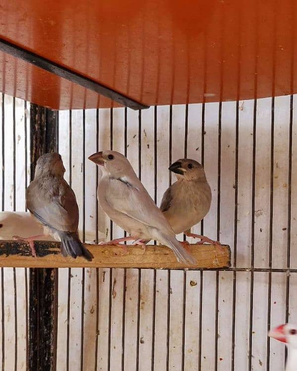 Java finches Silver and Grey java split fawn java 0