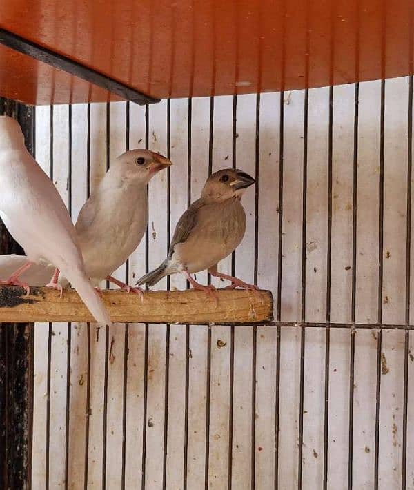 Java finches Silver and Grey java split fawn java 1