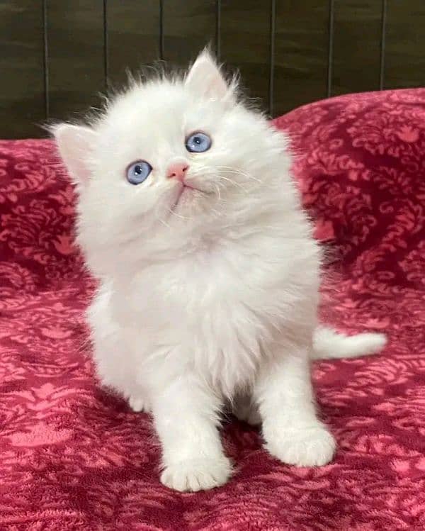 Persian kittens triple coat pair for sale contact whatsap 03240173202 3