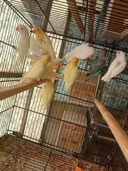 Cremino, Decino, Albino red eye, Raw Parrot. . . . 0