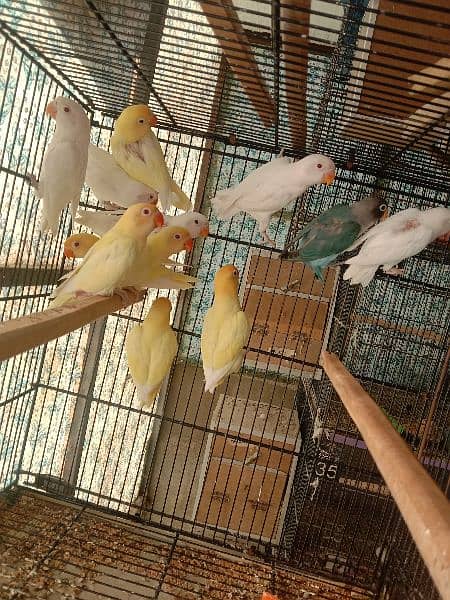 Cremino, Decino, Albino red eye, Raw Parrot. . . . 1