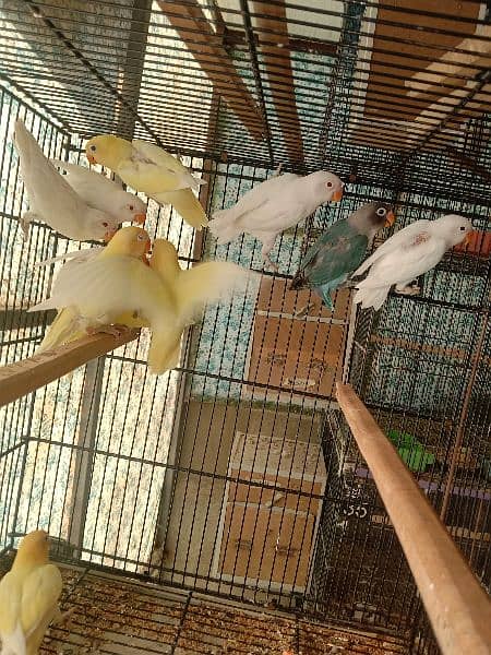 Cremino, Decino, Albino red eye, Raw Parrot. . . . 2