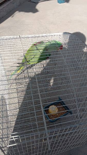 Cremino, Decino, Albino red eye, Raw Parrot. . . . 3