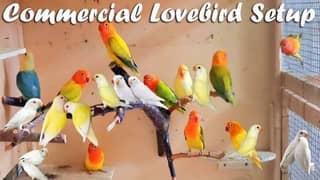 Albino, Creamino, Decino, Parblue lovebird